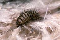 Carpet Beetle-Pest Control Bedfordshire