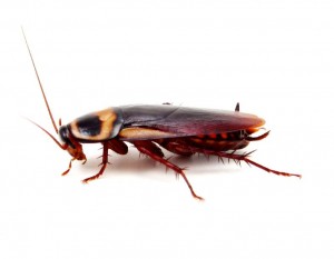 Cockroach Removal-Pest Control Bedfordshire