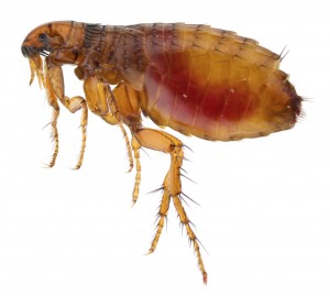 Flea Control-Pest Control Bedfordshire