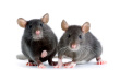 Mice Removal-Pest Control Bedfordshire