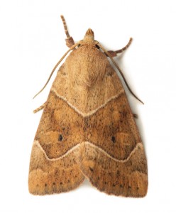 Moth Removal-[keyword strong=false link=false]