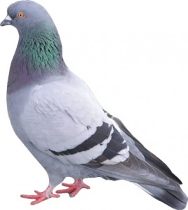 Pigeon Proofing Pigeon Proofing-Pest Control Bedford
