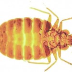 Bed Bugs Control - Pest Control Bedford Bed Bugs Control - Pest Control Bedford