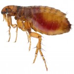 Fleas - Pest Control Bedford Fleas - Pest Control Bedford