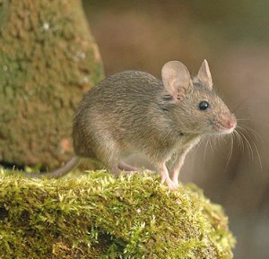 Mice control Mice Control Oakley