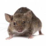 Mice Control Henlow