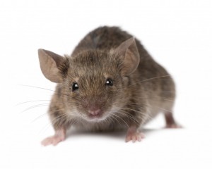 Pest Control Bedford Pest Control Bedford