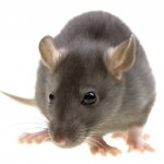 Rodent Control - Pest Control Bedford Rodent Control - Pest Control Bedford