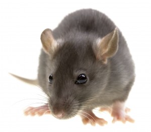 Rat Rat Control Limbury