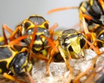 Wasp Nest Removal - Pest Control Bedford Wasp Nest Removal - Pest Control Bedford