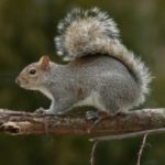 Squirrel Control Steatley