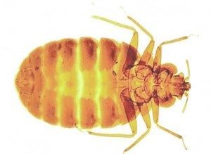 Why DIY Bed Bug Treatments Fail