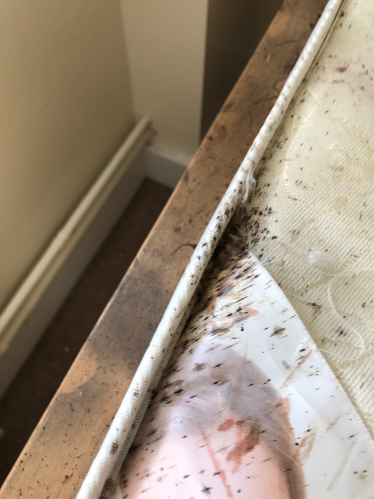 Bedbug Control Luton 07852 111437 E.R.D Pest Control Services