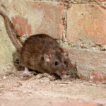 rat control Bedfordshire