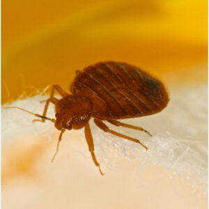 bed bug control bedfordshire
