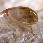 flea removal Dunstable