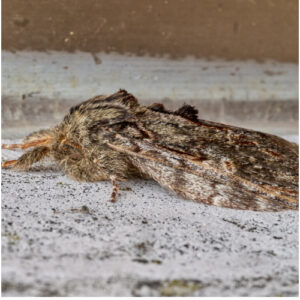 moth control Brickhill