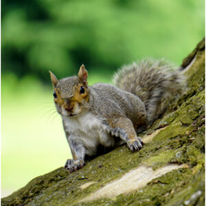 Squirrel Control Limbury