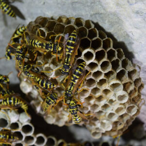 wasp nest removal Hurlington