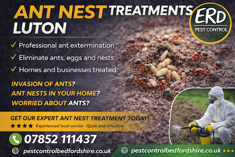 Ant nest treatments Luton